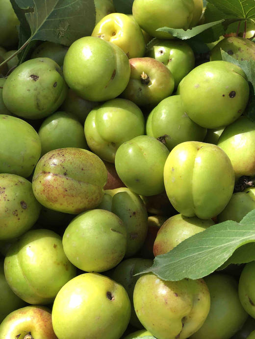 拉麻川包谷杏子3斤起【全国包邮】