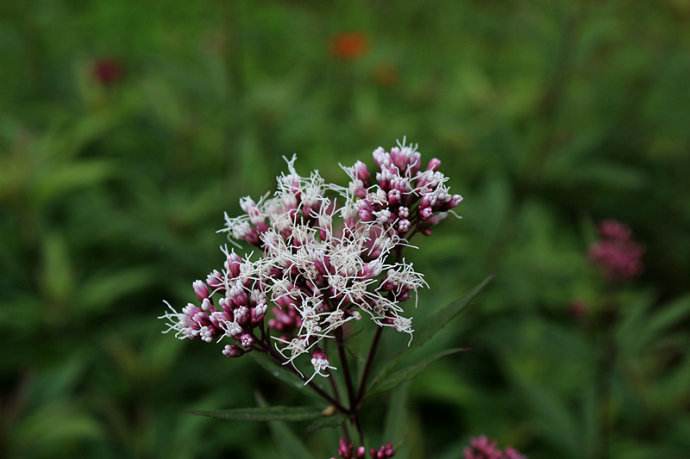 什么本草可以帮到梅雨季节的湿人？