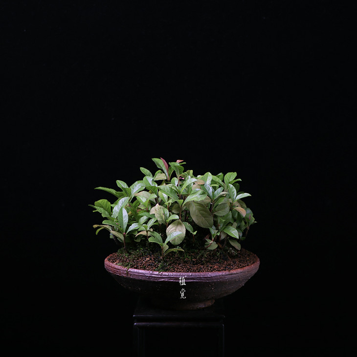 植觉【紫金牛】孤品 书房桌面室内盆栽趣味阳台庭院