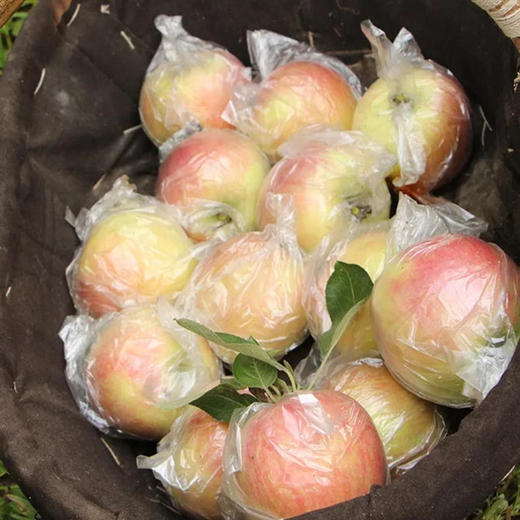 陕西富平花冠红苹果水果5斤包邮,现摘现发 脆甜多汁 皮薄口感好