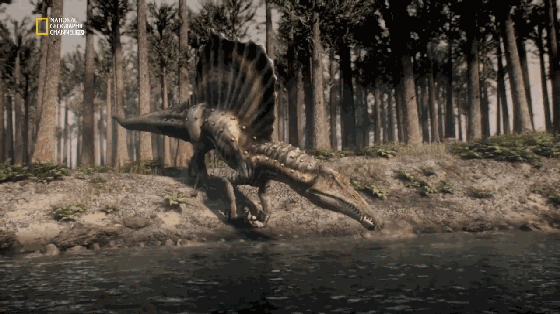 棘龙是已知的唯一会游泳的肉食恐龙