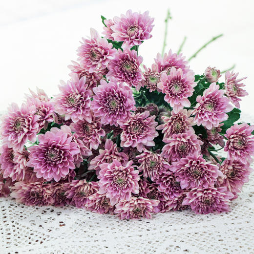 【周四团购】10枝夏日清凉雏菊花 39.9元 三人拼团 商品图1