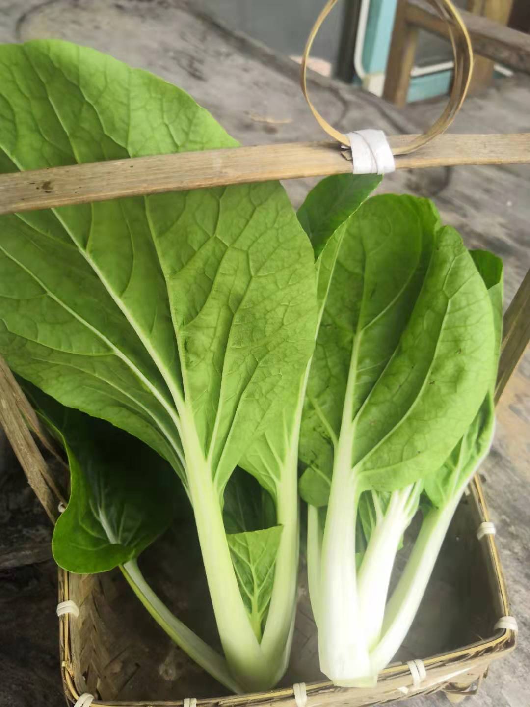 猪小惠 黑叶白菜