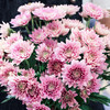【周四团购】10枝夏日清凉雏菊花 39.9元 三人拼团 商品缩略图3