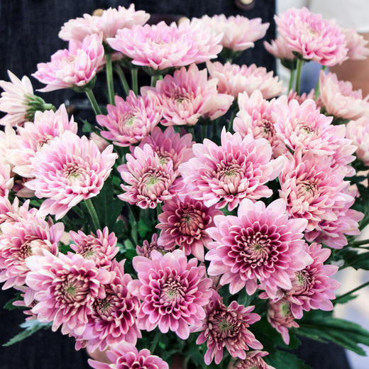 【周四团购】10枝夏日清凉雏菊花 39.9元 三人拼团 商品图3