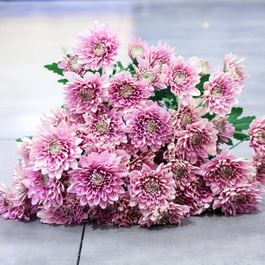 【周四团购】10枝夏日清凉雏菊花 39.9元 三人拼团 商品图2