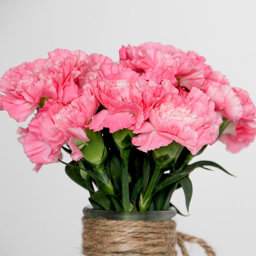 【康乃馨】 康乃馨 《粉钻》粉色