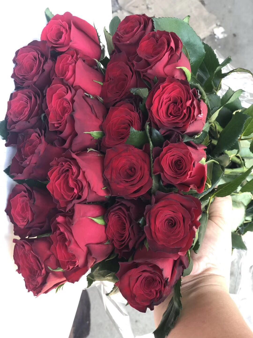 玫瑰罗德斯特价aa级