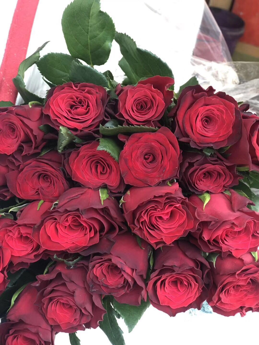 玫瑰罗德斯特价aa级