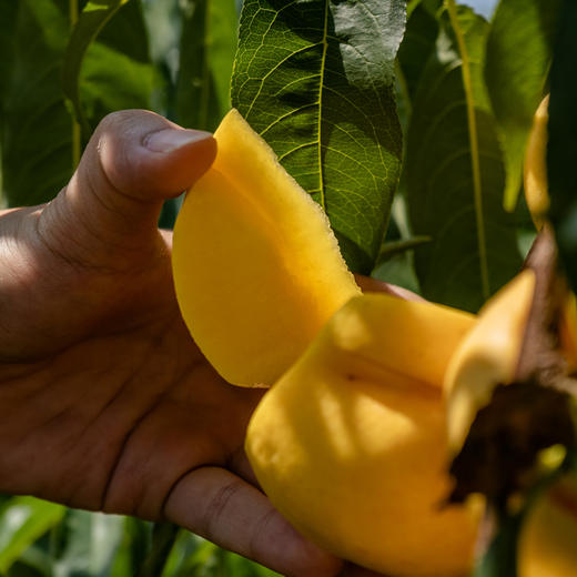 7月18日 极客食安早报 商品图0