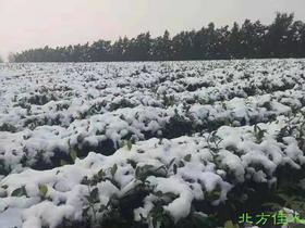 为什么我们称山东茶是中国最北稀世珍品，原因？