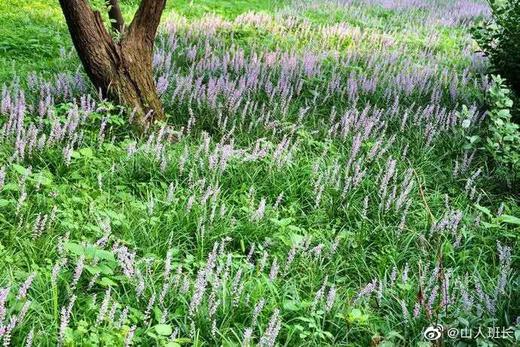 什么样的人不适合用麦冬？ 商品图0