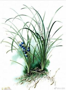 天使投资人秦始皇被骗，关我麦冬屁事！