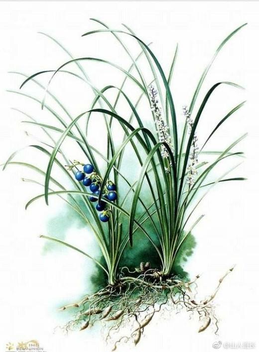 天使投资人秦始皇被骗，关我麦冬屁事！ 商品图0