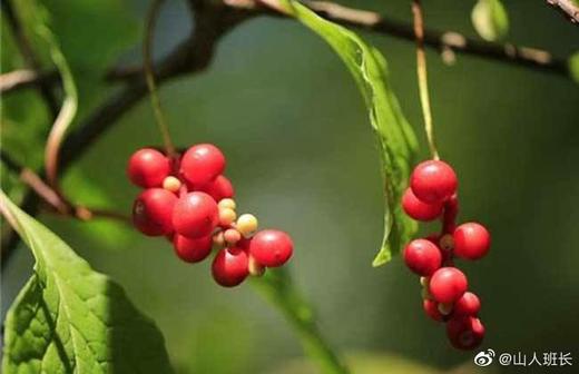 汗家，干了这杯生脉饮 商品图0