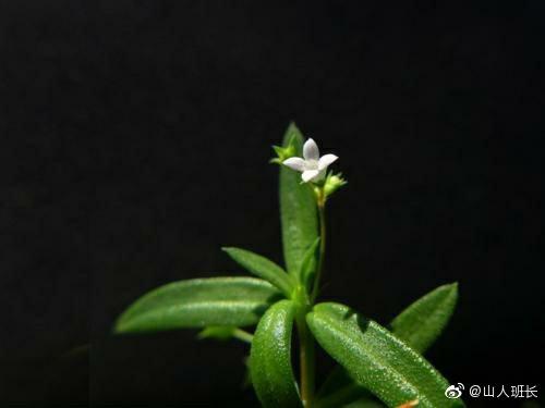 有独门秘籍的一味药 商品图0