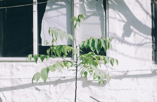 今日入伏，抓住身体彻底排寒的好时机 商品图0