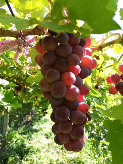 吐鲁番三色葡萄 /（无核白+玻璃翠+无核紫）加送保鲜袋）4斤/件 商品图5