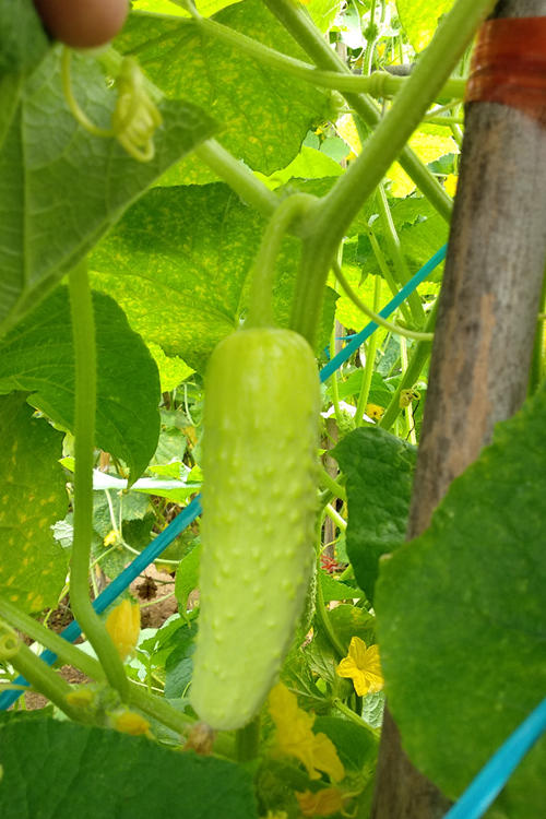 8月3日食安早报：吃玉米有什么好处？ 商品图0