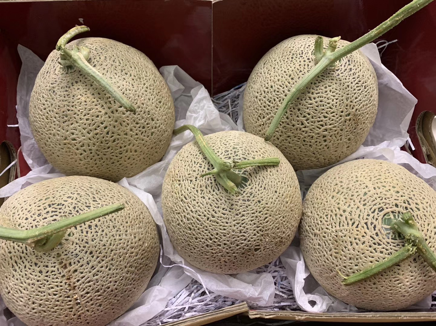 正宗玫珑蜜瓜 移植正种日本静冈县蜜瓜