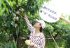 无蜜桃不夏天，桐鲜生*阳山微生物菌肥水蜜桃，唯蜜的秘密，第七季 商品缩略图4
