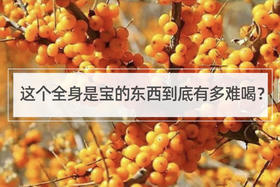 这个全身是宝的东西到底有多难喝？