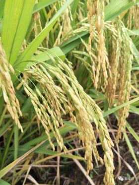  皇帝吃过的米，您要尝尝吗？ 