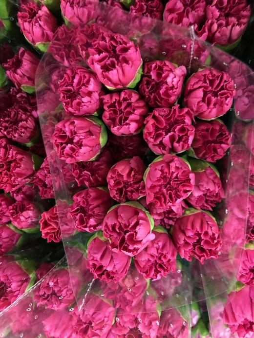 xwg- b级 康乃馨 大桃红 - 云花朵朵