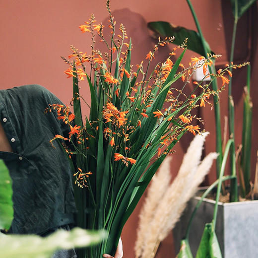 【周四秒杀】火焰兰1把39.8元 商品图1