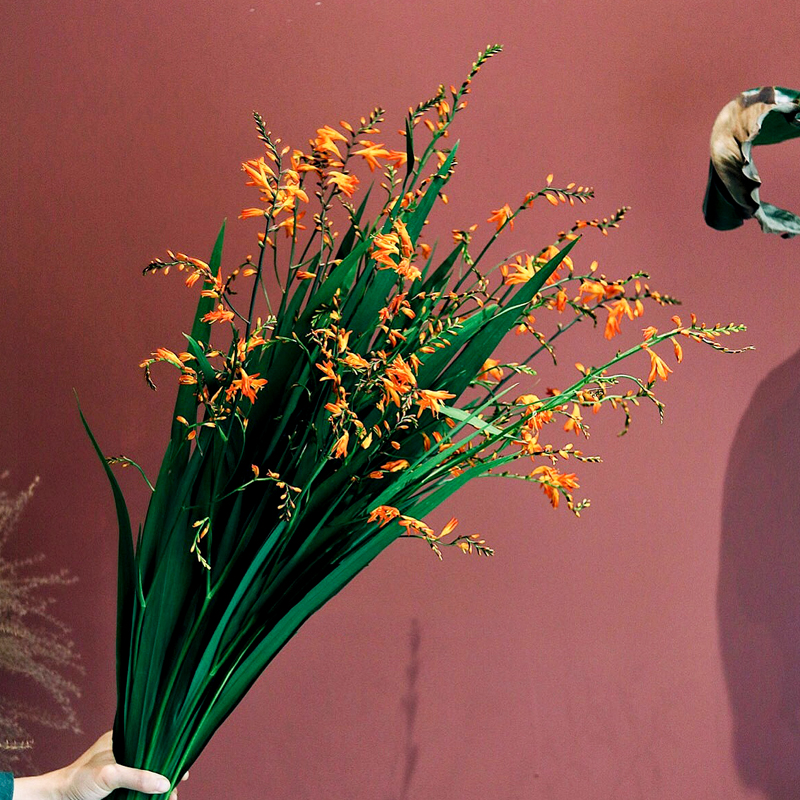 【周四秒杀】火焰兰1把39.8元