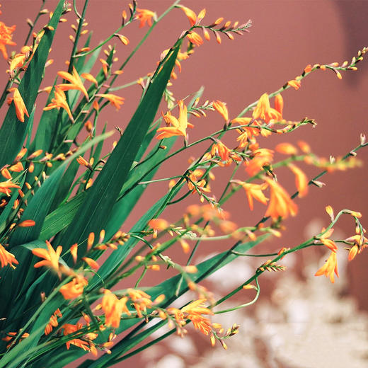 【周四秒杀】火焰兰1把39.8元 商品图3