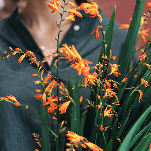 【周四秒杀】火焰兰1把39.8元 商品图2