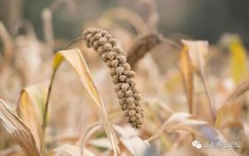  五谷为养之小米：谷神不死 