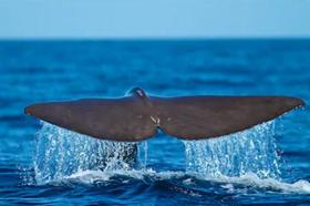 第十二集：挑战自由深潜的人类要经受哪些考验？