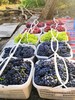 吐鲁番三色葡萄 /（无核白+玻璃翠+无核紫）加送保鲜袋）4斤/件 商品缩略图4