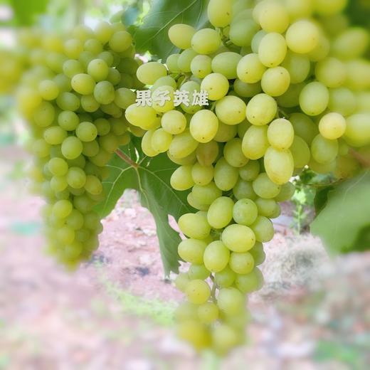 吐鲁番三色葡萄 /（无核白+玻璃翠+无核紫）加送保鲜袋）4斤/件 商品图1