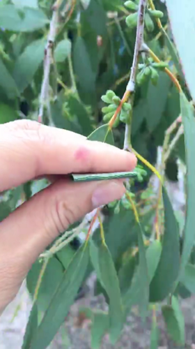 尤加利精油藏在叶子里