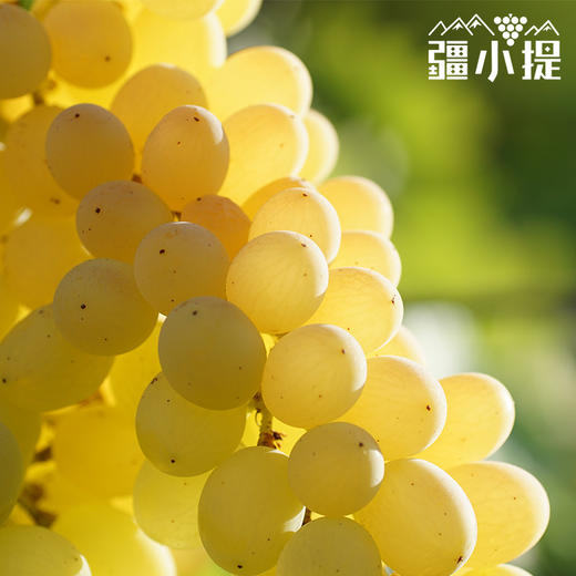 新疆无核白葡萄4.5-5斤/件 商品图6