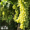 新疆无核白葡萄4.5-5斤/件 商品缩略图1