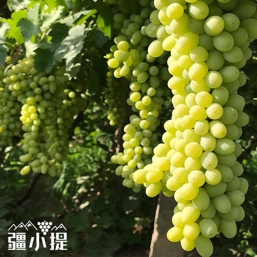新疆无核白葡萄4.5-5斤/件 商品图1