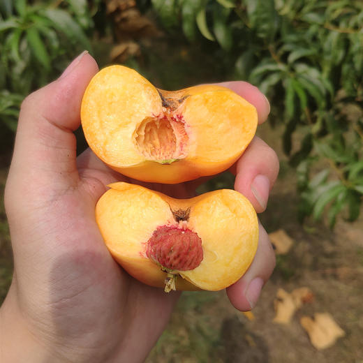 8月2日食安早报：代餐食品真有奇效？ 商品图0