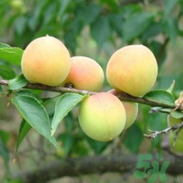 新鲜黄西梅有如杏李般细腻清甜口感润滑水分充足甜度较高69元斤