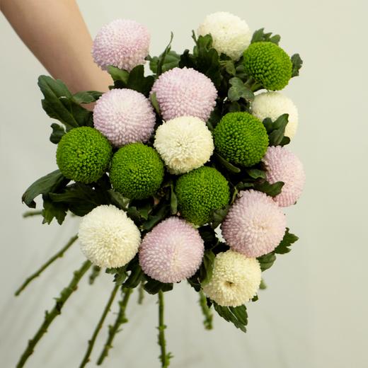 【周四团购】10枝混搭乒乓球花49.9元 2人拼团 商品图2