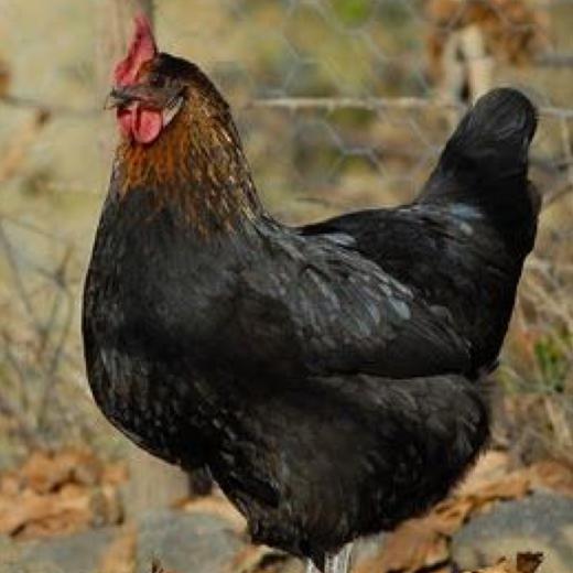 散养母鸡 - 林下散养 商品图0