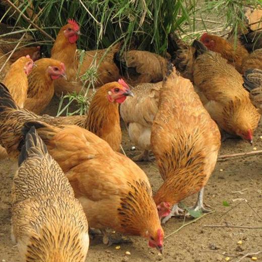 斑马农场-鸡蛋年卡-送礼就送健康产品 商品图1