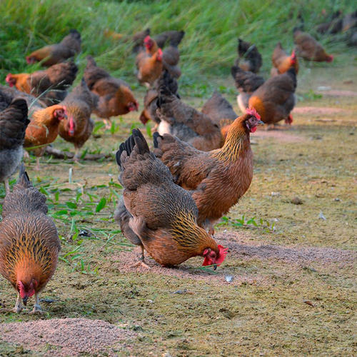 散养母鸡 - 林下散养 商品图1