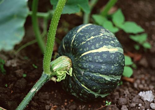 有机南瓜 1000g/份  （ 颜色随机） 全国配送（偏远地区除外） 商品图2