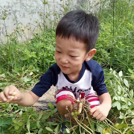 斑马农场-蔬菜地主卡-送礼就送健康财（菜） 商品图3