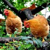 散养母鸡 - 林下散养 商品缩略图2
