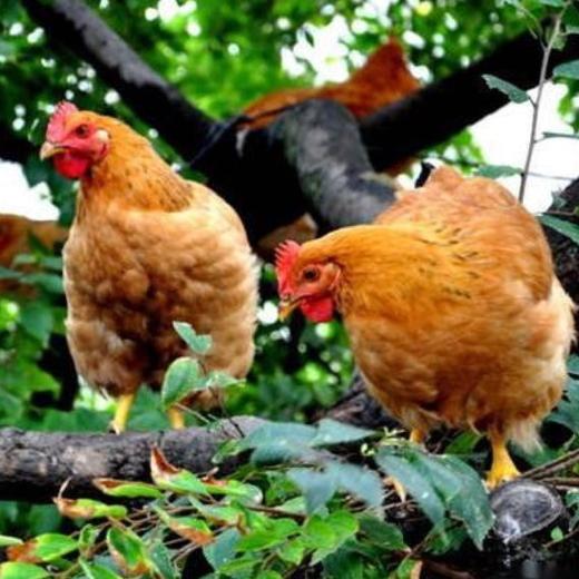 散养母鸡 - 林下散养 商品图2